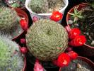 Rebutia