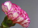 DSCF6594