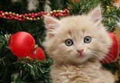 Cute Kitten (5)