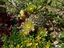 echinocereus_viridiflorus