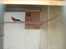 mascul rosella standard