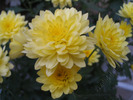 Crizantema galben 1