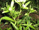 arabis -