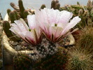 echinocereus_fendleri_v.rectispinus