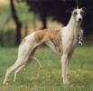 WHIPPET