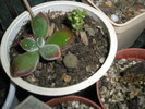 planta mica este o Euphorbia obesa iesita din seminte
