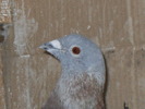 SDC11135