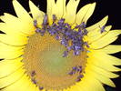 DSCF1485
