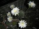 Echinopsis mamulosus la a 3-a inflorire (6)