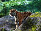 Mighty One, Sumatran Tigar