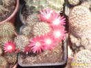 9-Sulcorebutia ?