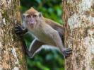 poze-animale-haioase-maimute-copaci-20081023-300x224