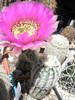 Echinocereus pectinatus - 09.06