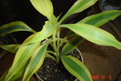 dracaena