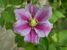 clematita Piilu