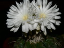 discocactus_chrystalophyllus_2