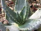 Aloe ferox