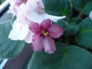 floare deschisa in 29 septembrie  pe frig