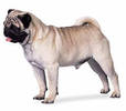 pug