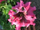 flori 033