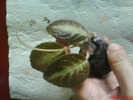 Episcia Spring Symphony