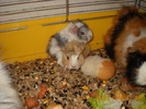 porcusor nascut 09.01.2010