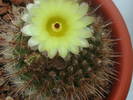 Notocactus schlosseri (Parodia erubescens) - iulie 2009