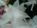 DSC00993