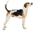 english_foxhound