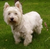 westie13_tn