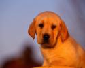 Poze cu Animale_ Animale pentru Desktop_ Wallpaper Catei_ Un caine trist
