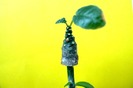 Dorstenia foetida