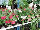 impatiens