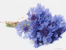 blue-bouquet-pictures_1600x1200