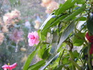 IMPATIENS