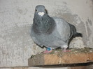 IMG_0003