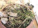 Delosperma cooperii