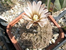 Gymnocalycium bodenbenderianum - 26.08