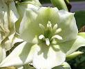 YUCCA.4
