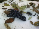 DSC00619