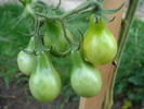 Tomato Yellow Pear (2009, Sep.12)