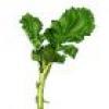 rapini