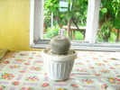 Picture 569mammillaria albilanta