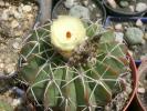 Malacocarpus