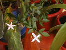 Picture 055