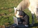 poze-animale-amuzante-cai-alb-laptop