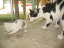 Picture 229