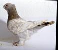 eofc_p1