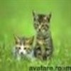 animale__avatare-cu-pisicute-12_jpg_85_cw85_ch85