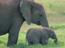Imagini Elefanti Animale_ Imagini cu Animale_ Imagini Elefanti